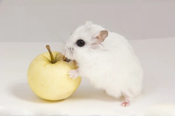 Pequeño hámster come una manzana —  Fotos de Stock