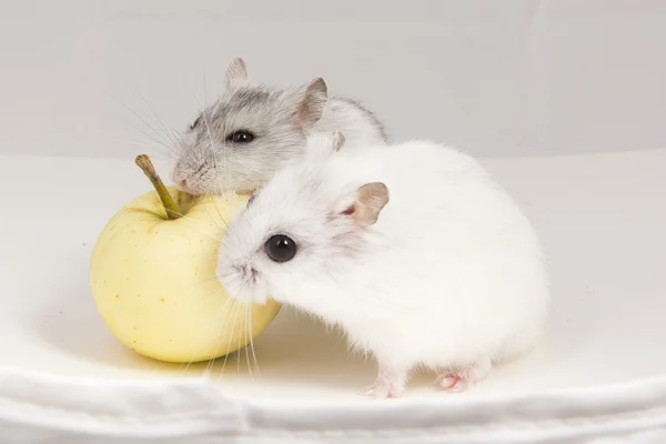 Little hamster eats an apple — Stock Photo, Image