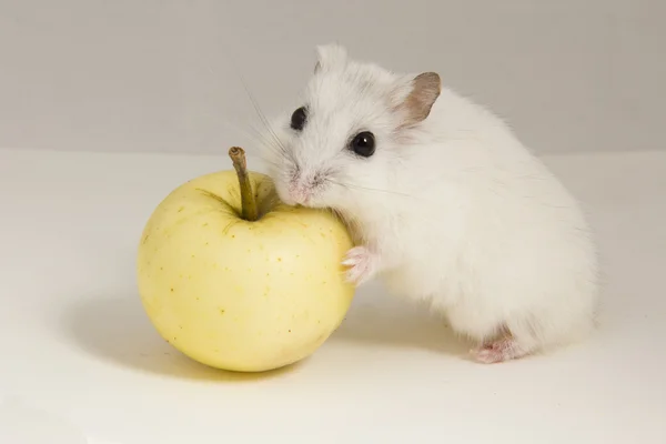 Pequeño hámster come una manzana —  Fotos de Stock