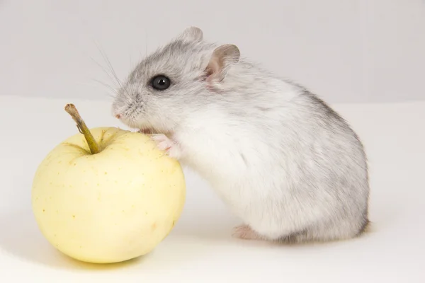 Pequeño hámster come una manzana —  Fotos de Stock