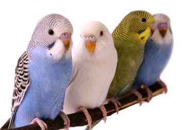 budgie clipart