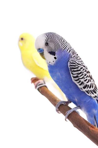 Budgie... — Fotografia de Stock