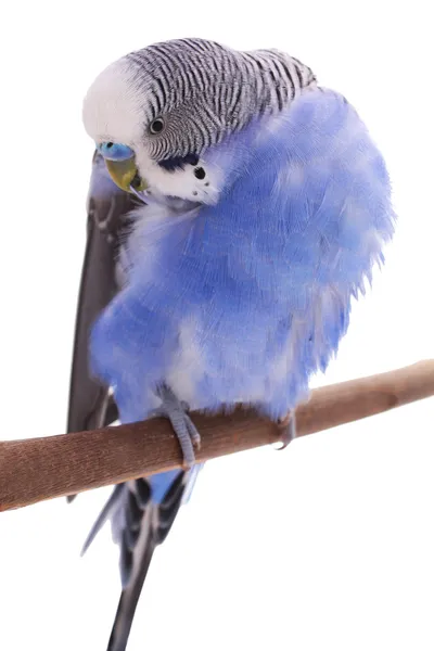 Budgie. — Foto Stock