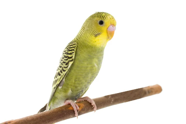 Budgie... — Fotografia de Stock