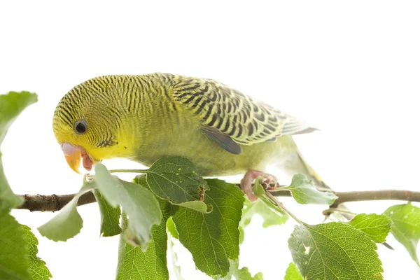 Budgie. — Foto Stock