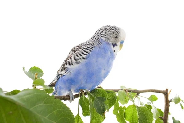 Budgie. —  Fotos de Stock