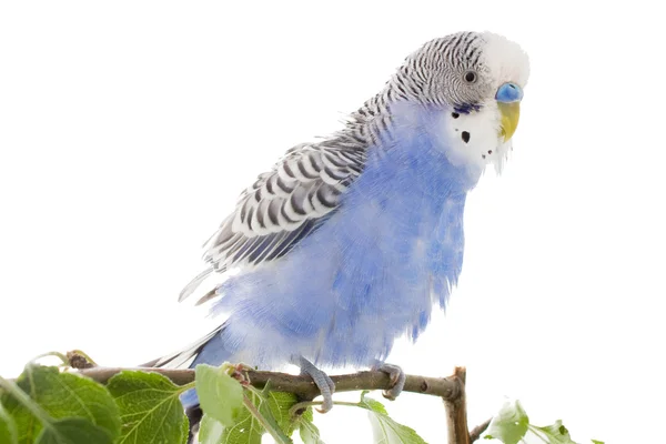 Budgerigar — Stockfoto