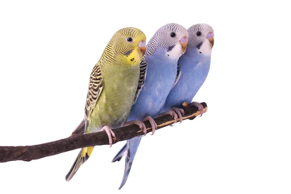 Budgie... — Fotografia de Stock