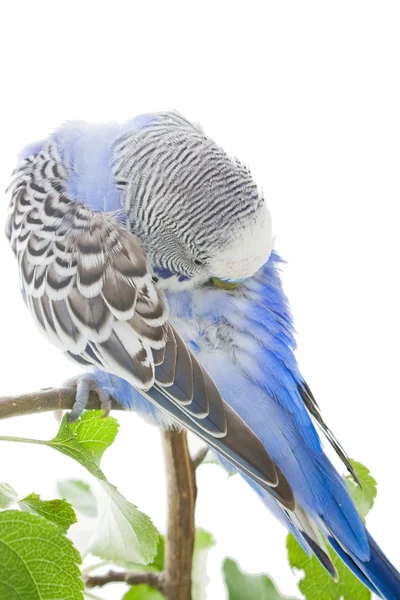 Budgie... — Fotografia de Stock