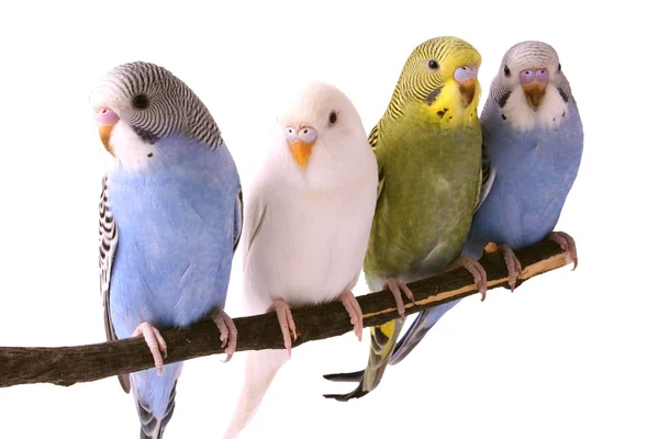 Budgie — Stock Photo, Image