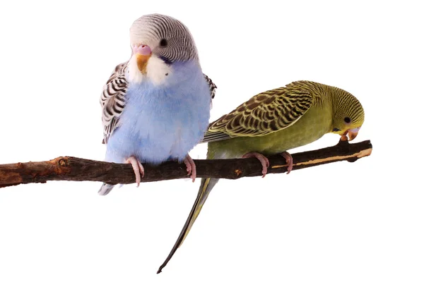 Budgie... — Fotografia de Stock