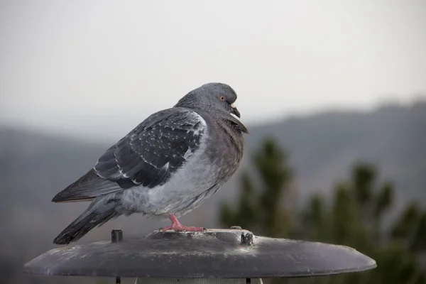 Серый голубь сидит на природе — стоковое фото