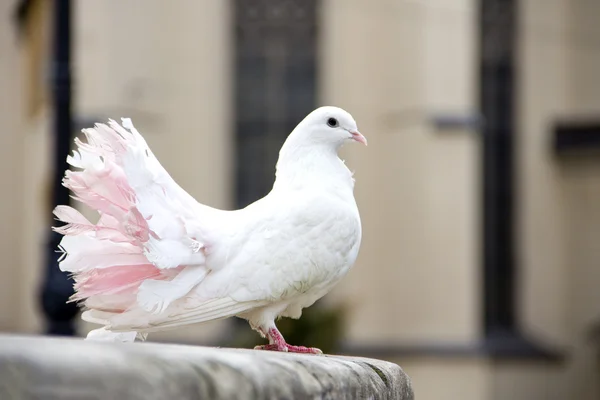 Belle colombe blanche dans la ville — Photo