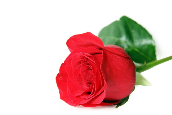 Czerwona róża jest białe tło — Zdjęcie stockowe