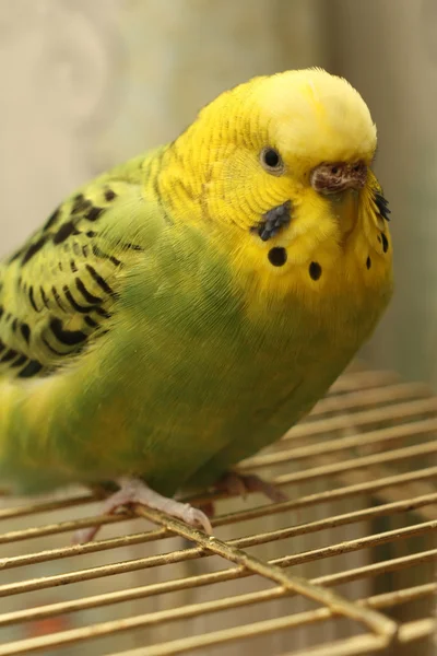 Το μικρό πουλί είναι στο κλουβί — Φωτογραφία Αρχείου
