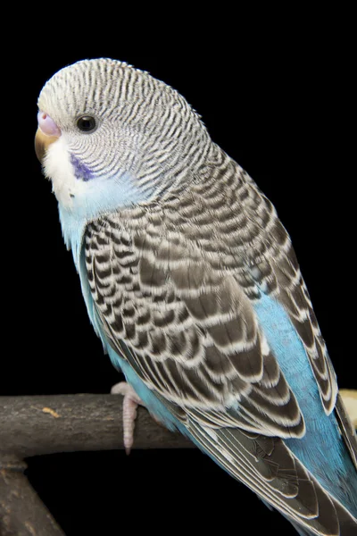 O pequeno papagaio azul está em um ramo — Fotografia de Stock