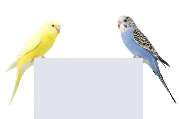 Beyaz bir arka plan üzerinde iki kuşlar.