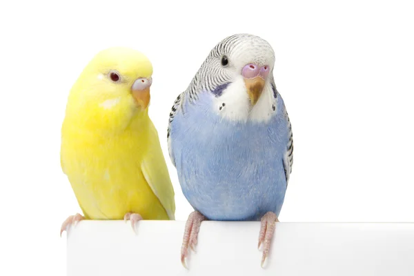 Dos pájaros están sobre un fondo blanco — Foto de Stock