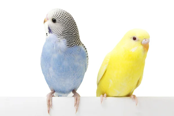 Dos pájaros están sobre un fondo blanco —  Fotos de Stock