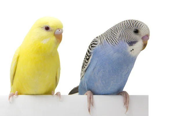 Beyaz bir arka plan üzerinde iki kuşlar.