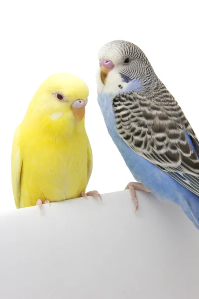 Twee vogels zijn op een witte achtergrond — Stockfoto