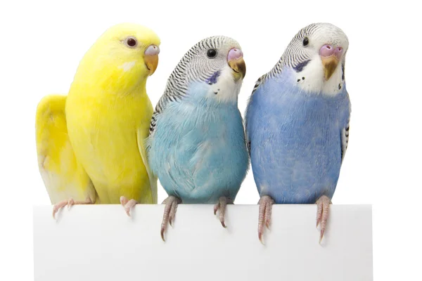 beyaz zemin üzerinde üç kuşlar.