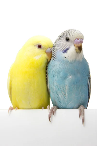 Beyaz bir arka plan üzerinde iki kuşlar.