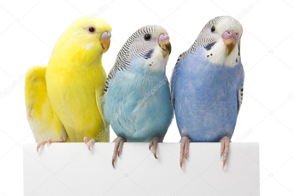 three birds are on a white background