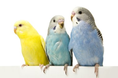 beyaz zemin üzerinde üç kuşlar.