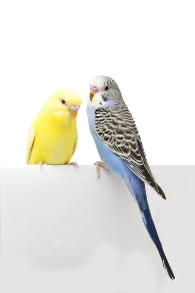 Dois pássaros estão em um fundo branco — Fotografia de Stock