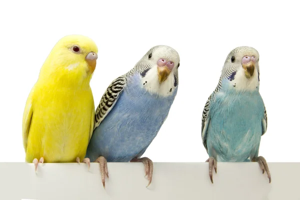 Три птицы на белом фоне — стоковое фото