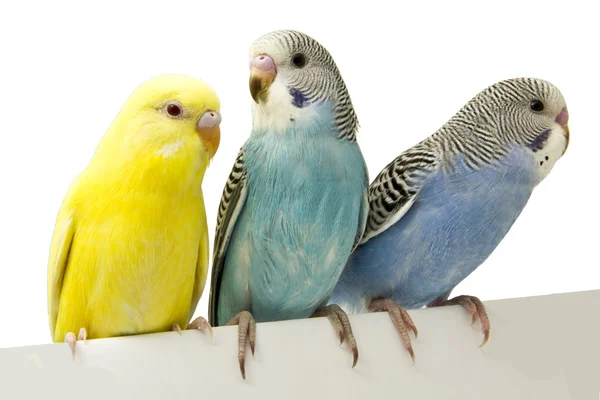 Tres pájaros están sobre un fondo blanco — Foto de Stock