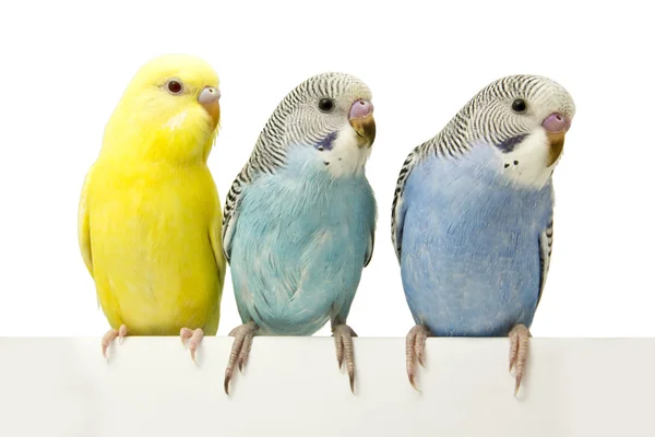 Tres pájaros están sobre un fondo blanco — Foto de Stock