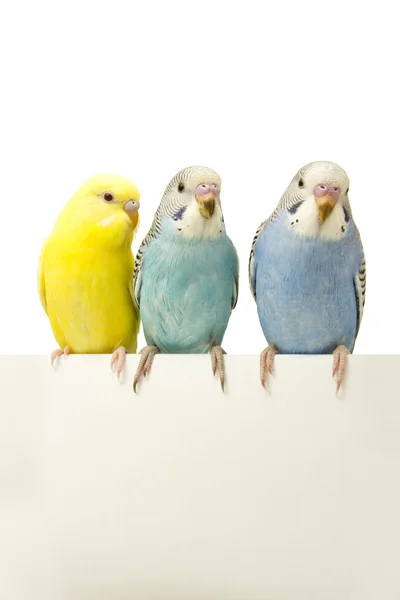 beyaz zemin üzerinde üç kuşlar.