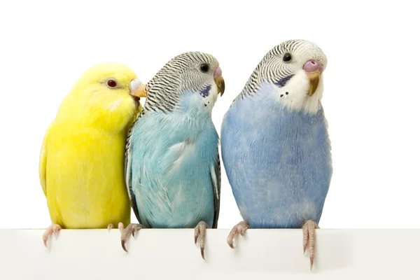 beyaz zemin üzerinde üç kuşlar.