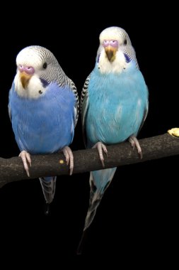 siyah bir arka plan üzerinde iki kuşlar.