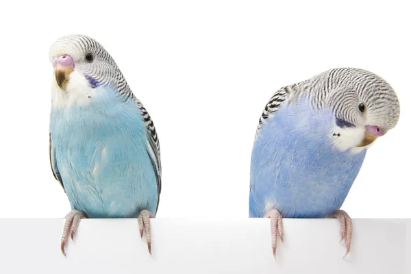 Dos pájaros están sobre un fondo blanco —  Fotos de Stock