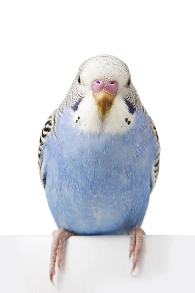 The little blue parrot is on a branch — Stock Photo, Image