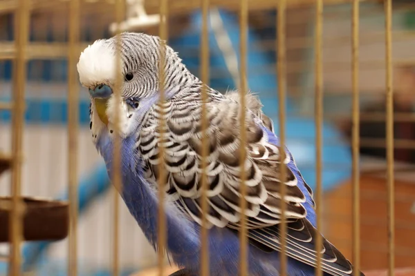 Papagaio está em uma gaiola — Fotografia de Stock
