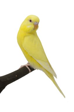 Sarı papağan üzerinde dalıdır