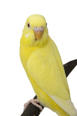 Sarı papağan üzerinde dalıdır