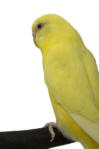 Желтый попугай на ветке — стоковое фото
