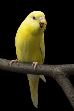 Sarı papağan üzerinde dalıdır