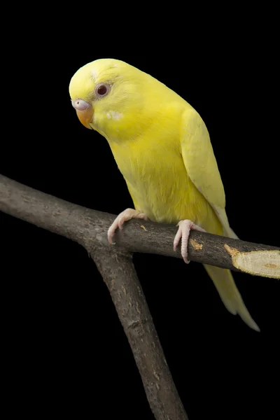 Il pappagallo giallo è su un ramo — Foto Stock