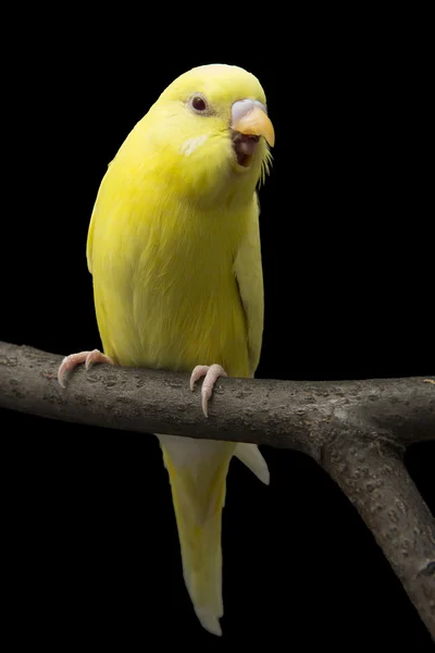 Sarı papağan üzerinde dalıdır