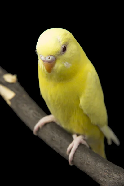 Sarı papağan üzerinde dalıdır