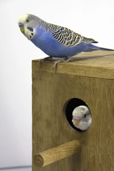 De meid en budgie zijn in een nest op witte achtergrond — Stockfoto