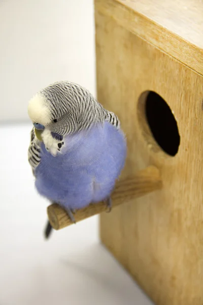 Le poussin et la perruche sont dans un nid sur fond blanc — Photo