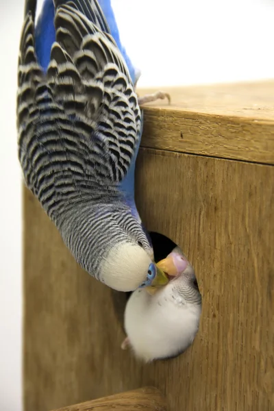 De meid en budgie zijn in een nest op witte achtergrond — Stockfoto