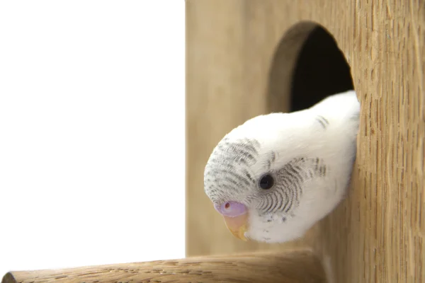 The little budgie is looking of the nest — Stock Photo, Image